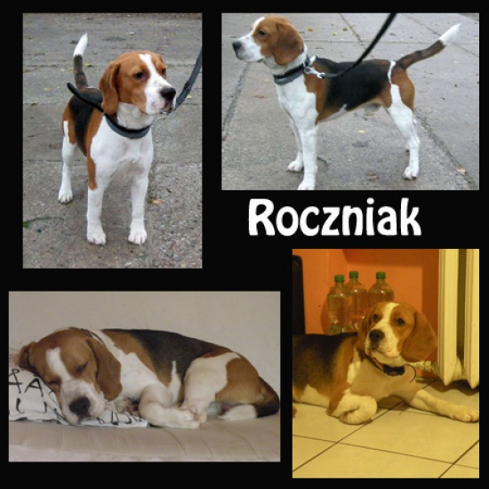 Młody psiak beagle szuka nowego domu